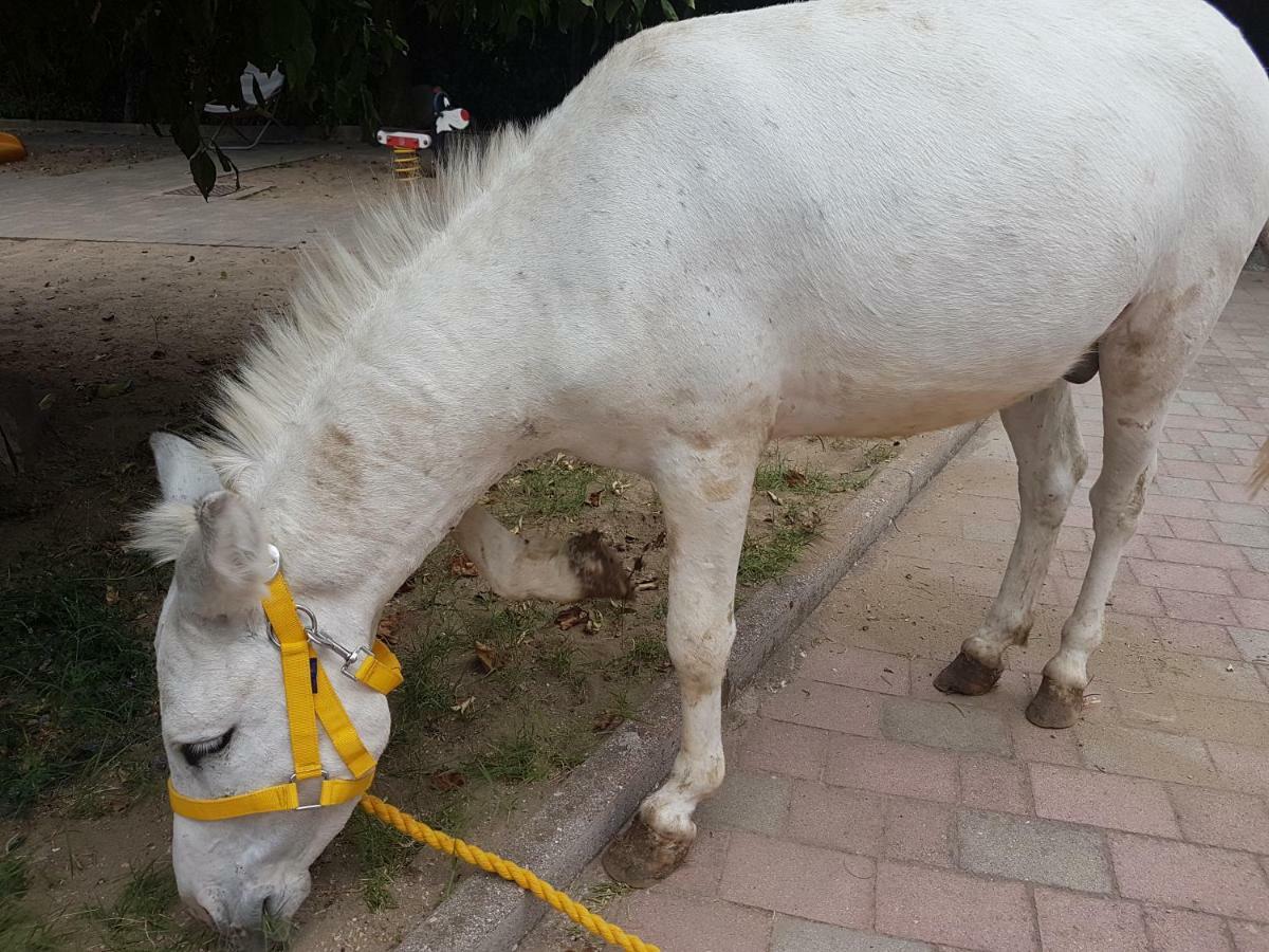 Corbara  Agriturismo A Do' Cumparone מראה חיצוני תמונה