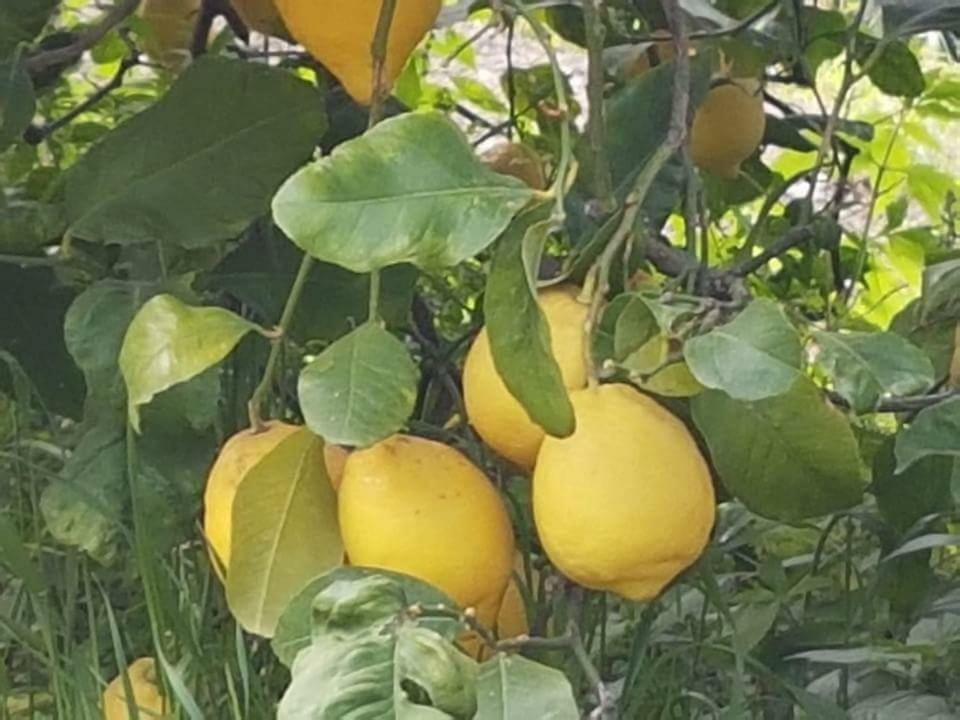 Corbara  Agriturismo A Do' Cumparone מראה חיצוני תמונה