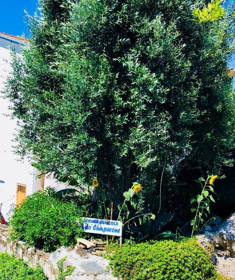 Corbara  Agriturismo A Do' Cumparone מראה חיצוני תמונה